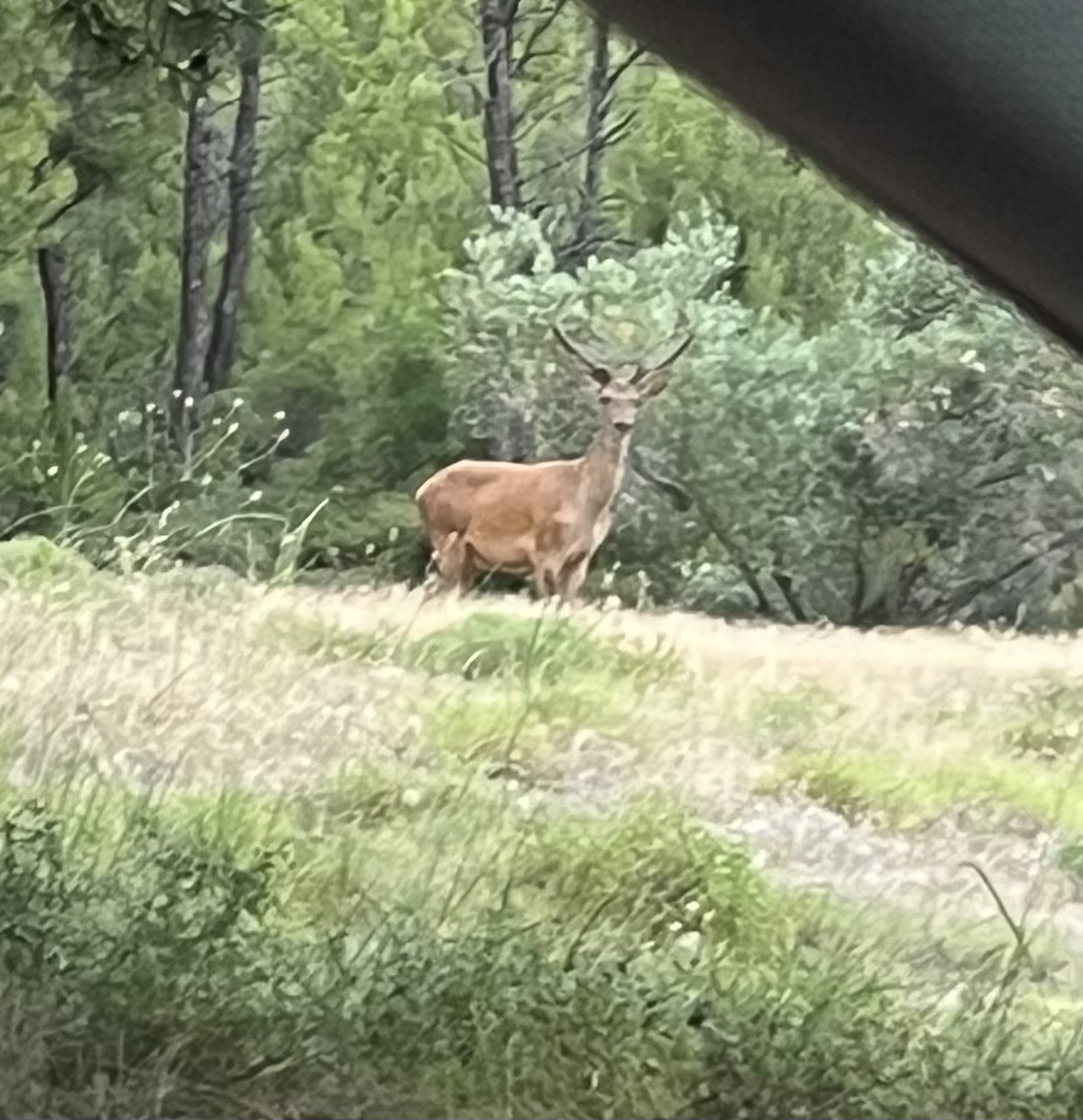 Ελάφια Αλογόπετρα.jpg